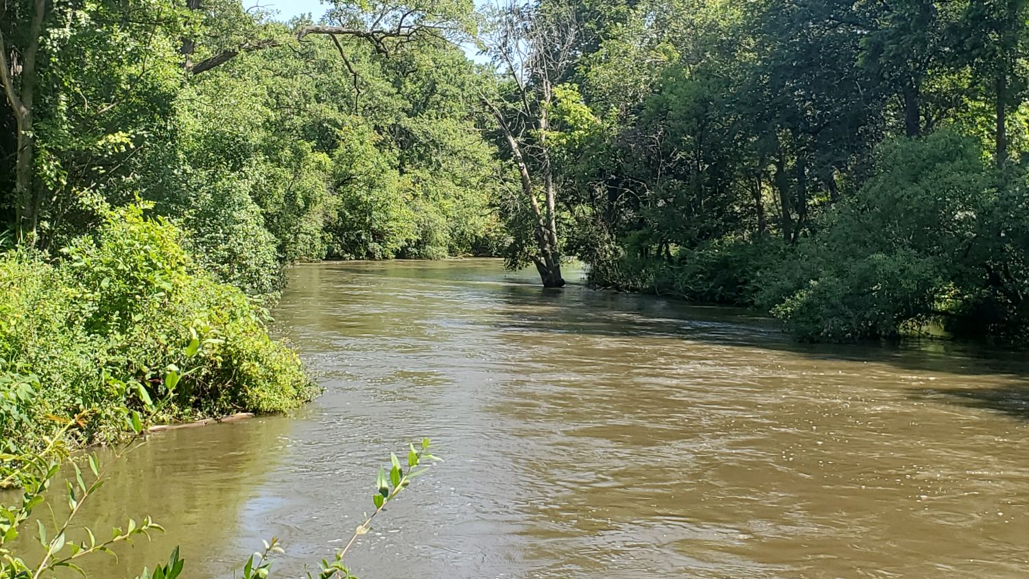 Bemis Forest Preserve Cook County 